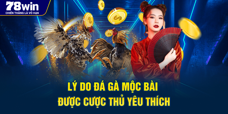 Lý do đá gà mộc bài được nhiều cược thủ yêu thích
